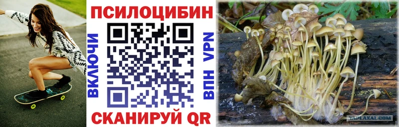 Купить где  Дятьково  Псилоцибиновые грибы мицелий 